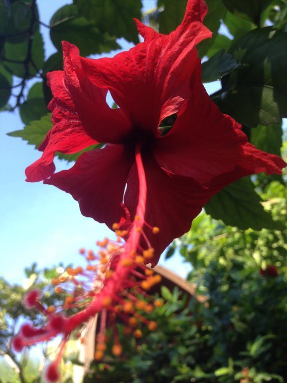 Gili Garden Bungalow Gili Meno Eksteriør billede